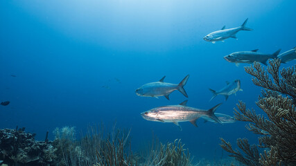 School of Tarpon in coral reef of Caribbean Sea, Curacao