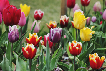 A variety of colourful tulips in flower