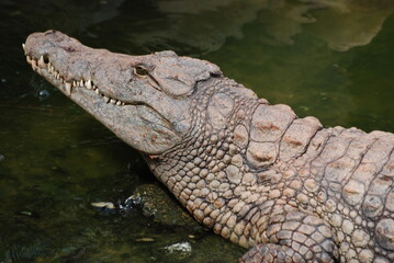 crocodile