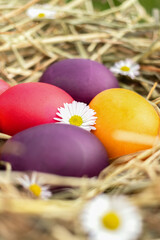 Close up of Easter eggs in a nest. A nest of hay. Colorful Easter eggs. Colored eggs. Daisies. Spring flowers.