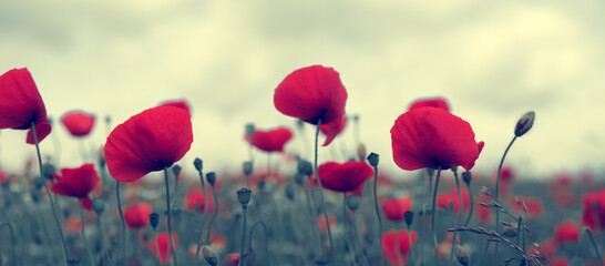 Plakat Red Poppy flowers isolated on blur background.