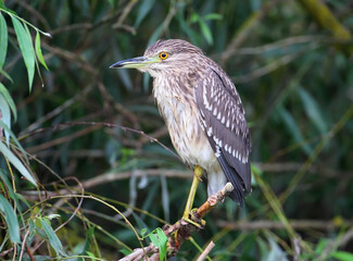 Young night heron sits on a branch at cloudly day