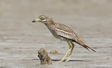 The stone curlew In the natural habitat.