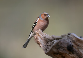 Close up portrait  male of The common chaffinch (Fringilla coelebs)