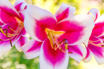 Naklejka na ściany i meble Beautiful pink white Lily flower close up detail in summer time. Background with flowering bouquet. Inspirational natural floral spring blooming garden or park. Ecology nature concept.