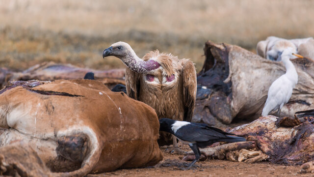 White backed Vulture and african pied crow scavenging a carcass in Vulpro rehabilitation center, South Africa