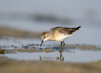 The little stint (Calidris minuta) feeding at shore. Soft morning light.