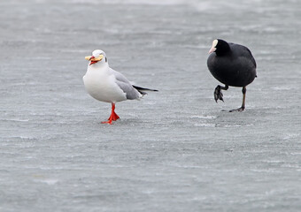 Eurasian coot chases on the ice a seagull with bread in its beak