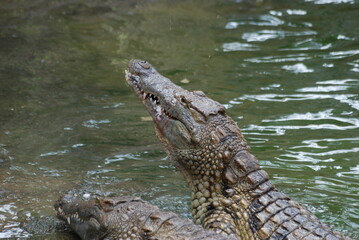 crocodile