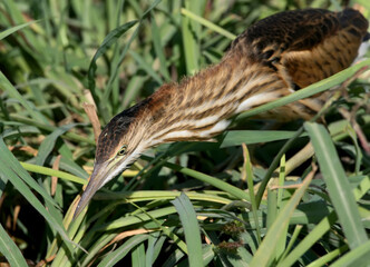 Young little bittern hunting on the reed. Close up and detailed photo