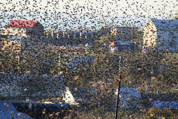 A large flock of common starlings in fligt on light sky and buildings  background