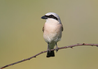 Front view close up portrait of male red backed shrike in soft morning light.