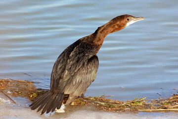 Little cormoran sitting on shore and look at camera. The identifications signs of the bird and the structure of the feathers are clearly visible.