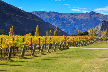 A vineyard in autumn, with bright golden leaves on the grape vines. Otago Region, South Island, New Zealand