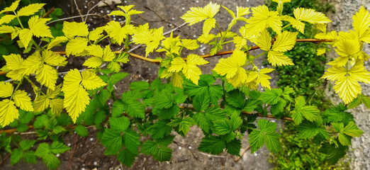 bush with yellow and green leaves