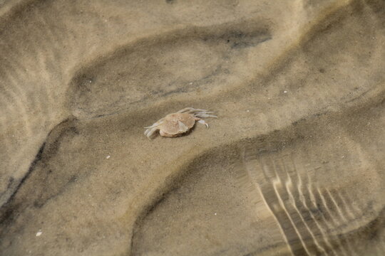 Sand Colored Crab Shell Under Water