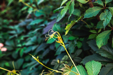 Green grape leaves in vineyard. Inspirational natural floral spring or summer farming green garden background. Viticulture wine industry.