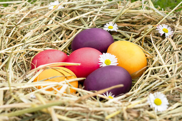 Colorful Easter eggs in a nest on the grass. Easter. Painting eggs. Easter rabbit.