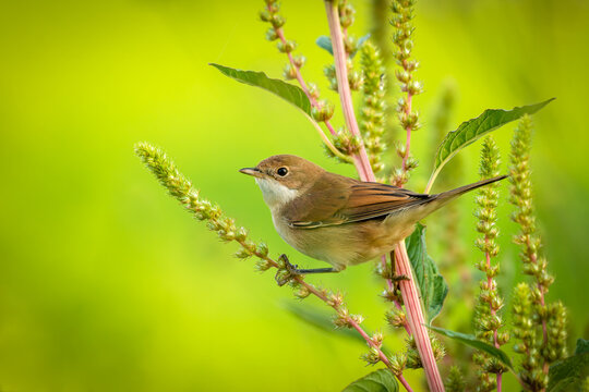 Whitethroat Curruca communis female adult bird perched on plant in Spring