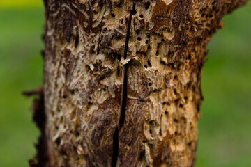 bark texture