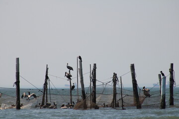 Pelicans Resting On Old Pilings And Netting