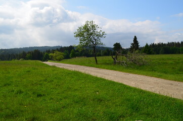Pole i łąka na granicy Polski i Słowacji