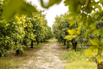 Orange fruit tree garden, orchard or plantation