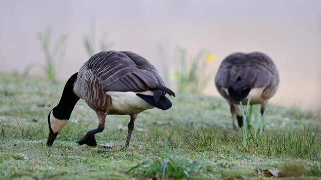 Canada goose couple searchs food on the meadow in the urban park, spring,  (branta canadensis), germany