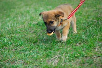 puppy. cute dog on the background of green grass, walks on a leash, outdoors. Portrait of a red puppy close-up. Charming dog posing. the concepts of friendship, veterinary medicine. domestic animal