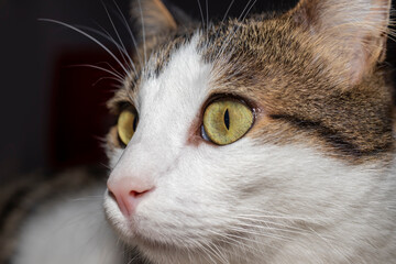 Portrait of cute tabby cat, gorgeous eyes.