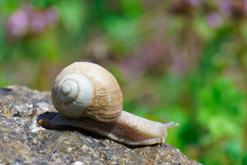 big snail crawling on the stone, spring day in the garden.