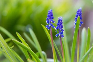 Muscari. Bell-shaped blue flowers, with a white fringe, of Muscari armeniacum surrounded by green basal leaves, close up. Known as Armenian grape hyacinth or garden grape-hyacinth, Asparagaceae.