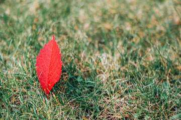 red maple leaf