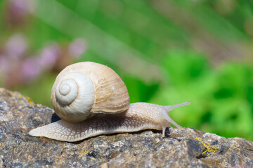 big snail crawling on the stone, spring day in the garden.