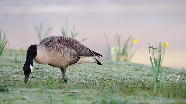 Canada goose searchs food on the meadow in the urban park at morning, spring,  (branta canadensis), germany