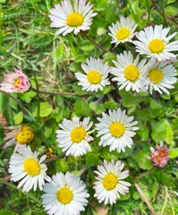 daisies in a field