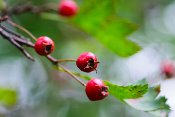 Crataegus. autumn forest red berries of wild rose on a branch. Close up of ripe winter fruits of red hawthorn with natural green background. bokeh, close-up, place for text