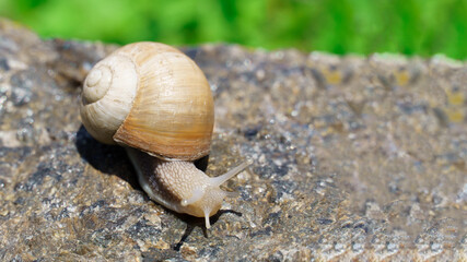 big snail crawling on the stone, spring day in the garden.