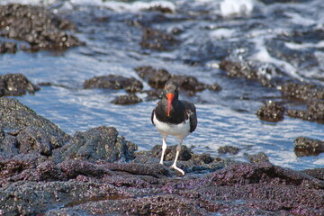 American oystercatcher (Haematopus palliates) walking by a tidal pool at Punta Espinoza, Fernandina...