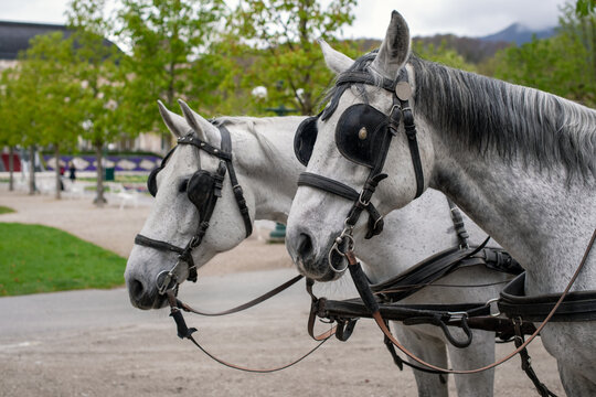 Fiakerpferde in einer historischen &ouml;sterreichischen Innenstadt - Bad Ischl