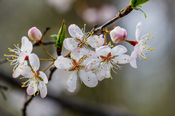 Close up of a blossom from a Prunus americana, commonly called the American plum and wild plum, during spring. Selective focus, background and foreground blur.  
