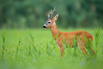 Roe deer buck standing on a green grassland in summertime nature