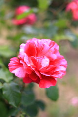 バラ ギーサヴォア２