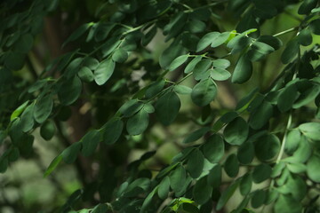 Beautiful fresh green leaves reflecting light.