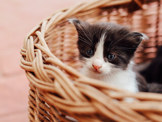 A black and white kitten sitting in a basket. Concept of adorable little pets