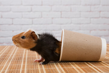 A cardboard disposable glass is overturned on the table, a beautiful guinea pig crawled out of the glass, stretching out its neck