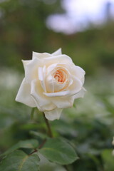 白いバラ