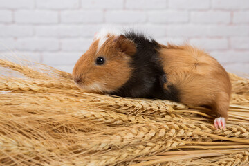 Brown guinea pig sitting on a yellow sheaf of wheat with ears, close-up