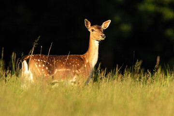 Fallow deer hind looking on grassland in summer sunlight