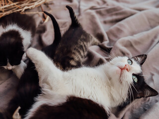 The black and white cat is lying on a blanket with kittens.